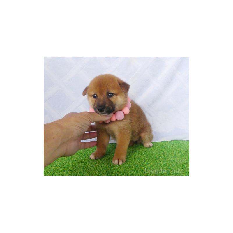 販売中の静岡県の柴犬-406683の5枚目
